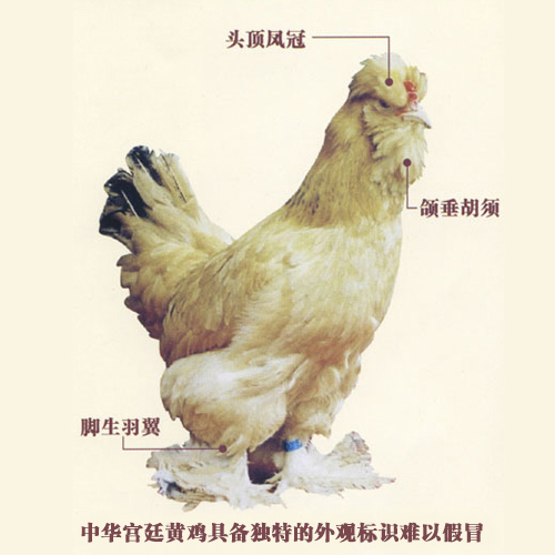 中华宫廷黄鸡品种