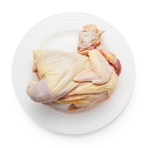 Chinese court yellow chicken breed