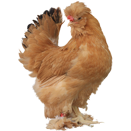 Authentic beijing fatty chicken