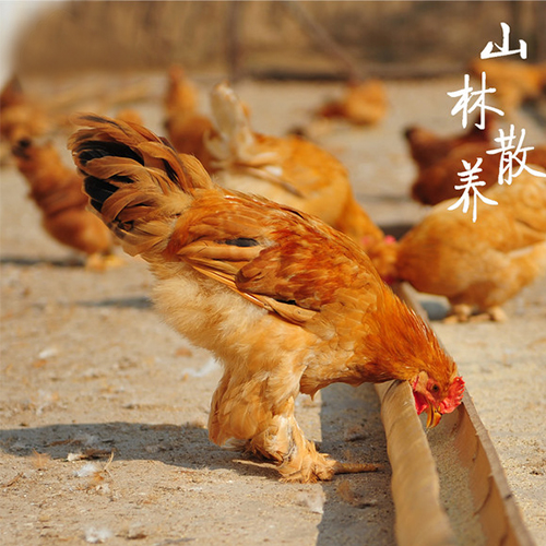 中华宫廷黄鸡
